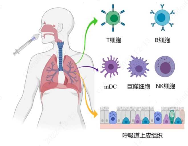 疫苗新篇章：探索免疫新里程，守护健康未来之光